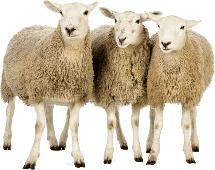 Вівці и кози