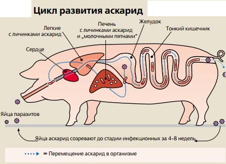 Аскаридоз свиней симптомы лечение профилактика