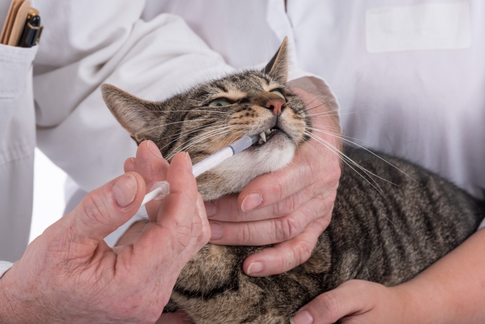 кошке вводят лекарство через шприц