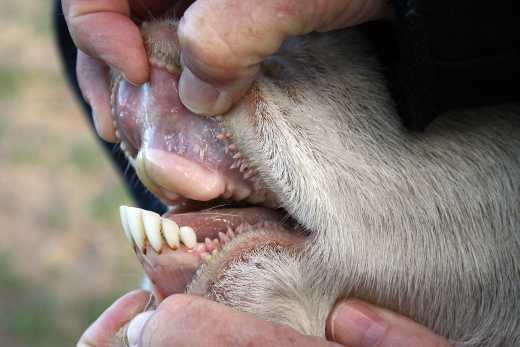 зубы коровы