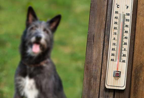 термометр на фоне собаки