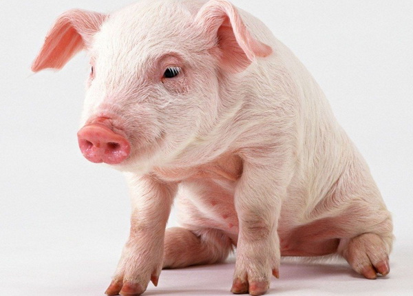 Понос у свиней и как с ним бороться