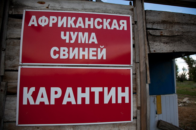 африканская чума свиней картинка вывески