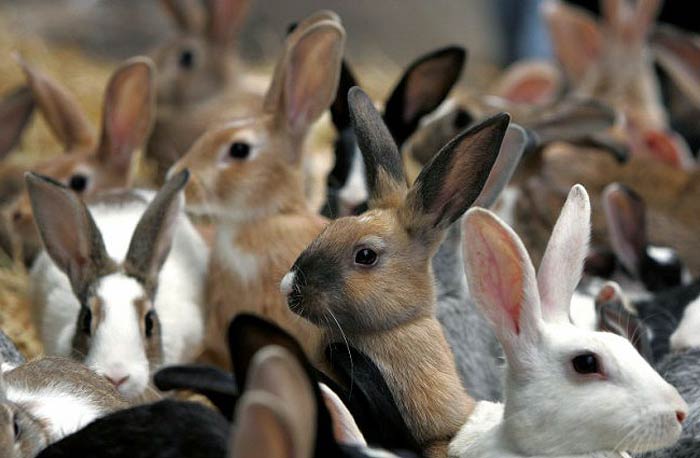 разновидности кроликов