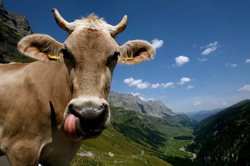 Как узнать вес коровы, теленка без весов? Таблица замеров