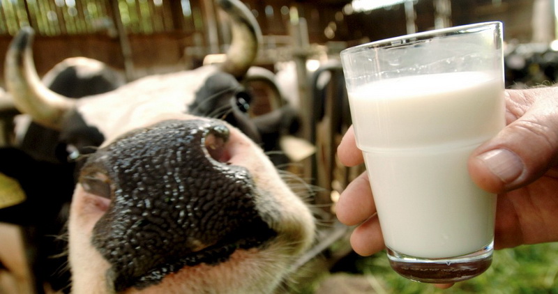 жирность молока