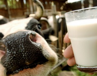 Как повысить жирность молока у КРС?