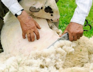 Правила стрижки овец 