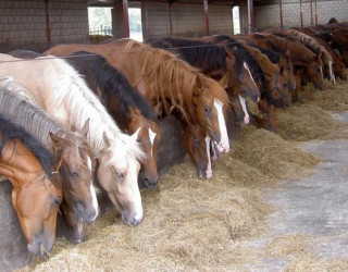 Выращивание лошадей на мясо 