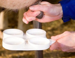 Мастит у коров: современная профилактика и лечение 