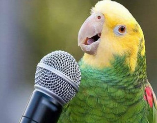 Птица-говорун, или как научить волнистого попугая разговаривать
