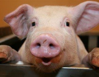 Как узнать живой вес свиньи без весов? Эффективные методики