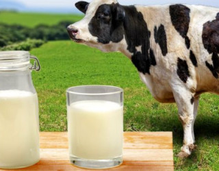 Кислотность молока