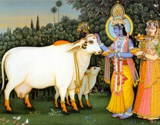 Почему корова священна?
