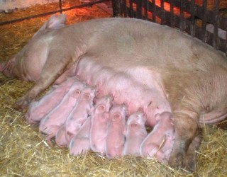 Беременность свиньи: диагностика и продолжительность
