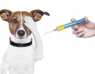 Парвовирусный энтерит у собак: симптомы, лечение, профилактика