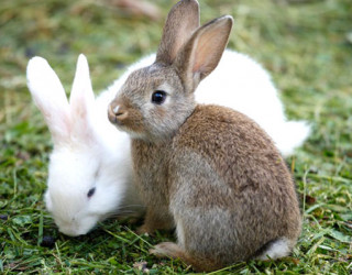 Кролики – не только ценный мех... Основные породы