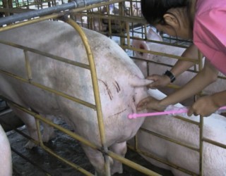 Искусственное осеменение свиней: основные положения