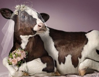 Як визначити статеву охоту у корів, свиней і кіз?