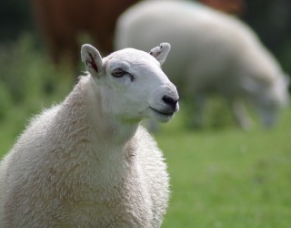 Маркировка овец: пять проверенных способов