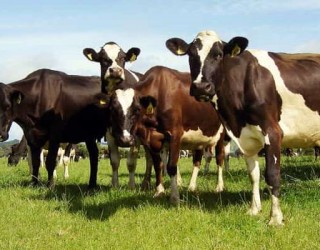 Породы крупного рогатого скота: особенности классификации