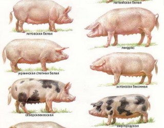 Породы свиней: общие характеристики