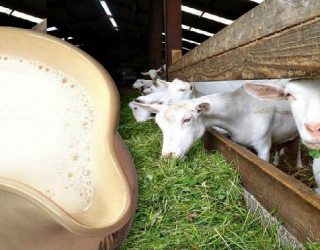 Сколько молока дает коза?